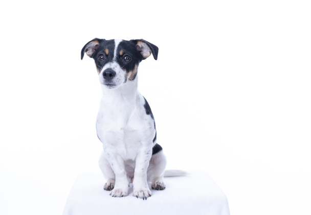 Brauner, schwarz-weißer Jack Russell Terrier posiert in einem Studio, der Hund blickt direkt in die Kamera, isoliert auf weißem Hintergrund, Kopierraum - Foto, Bild