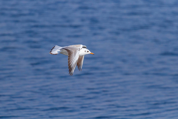 Чайка парит в полете к синему морю
 - Фото, изображение