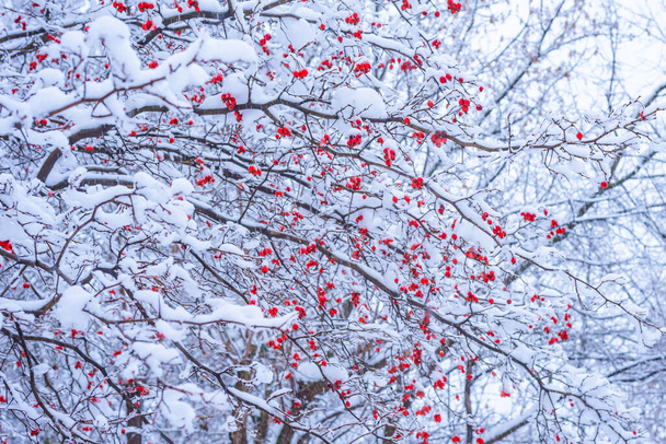 Karla kaplı bir dağ yaban mersininin dalları - kışın başlangıcı kavramı - Fotoğraf, Görsel