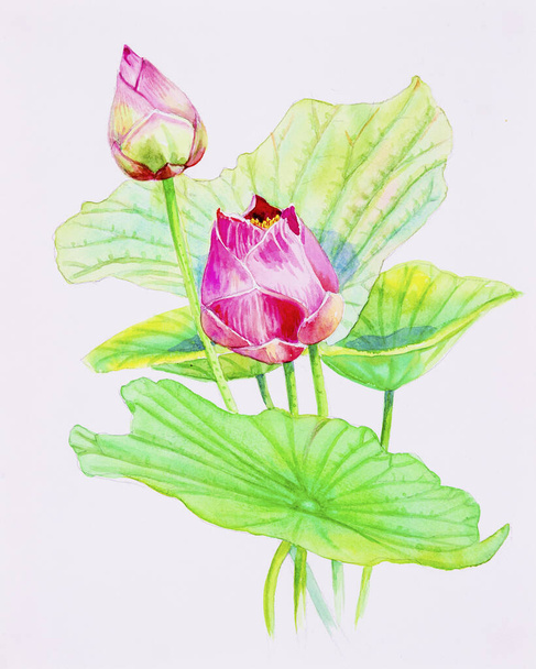 紙ピンクの花束に水彩画のオリジナル、白い背景に緑と灰色の葉の幸せなはがきカラフルな花。手描きイラスト. - 写真・画像