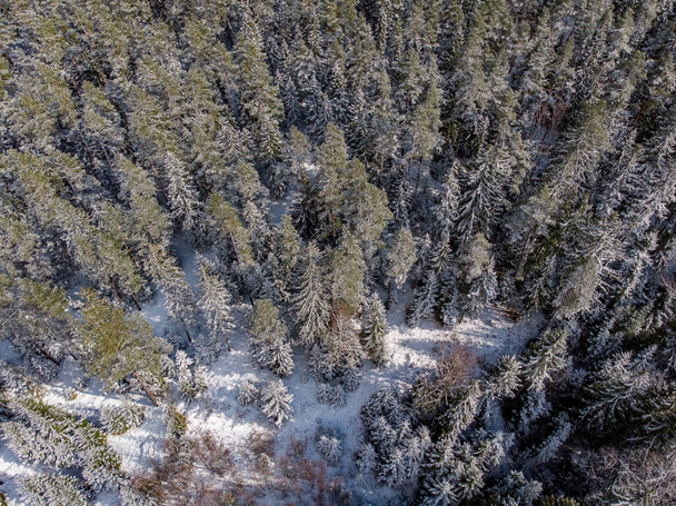 Felső drón kilátás erdő fehér hó fenyőfák. Fénykép készült a meleg téli napon Lettországban, Kuldiga. - Fotó, kép