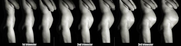 Trimesters pendant la grossesse. Collage de différents stades de croissance du ventre de la femme enceinte
 - Photo, image