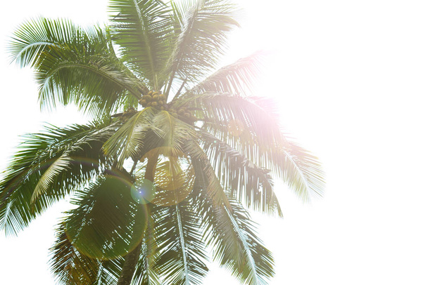 Palma da cocco tropicale alla luce del sole
 - Foto, immagini