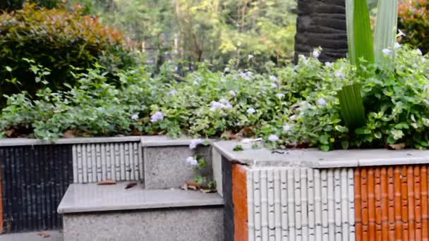 Mramorová skála Schody a schodiště Yasukuni svatyně sedí na trávníku. Výzdoba se zimními kvetoucími rostlinami. Přední nebo zadní dvorek zahradní design národního historického místa uctívání. Architektura ve směsi s přírodou fotografie pozadí. - Záběry, video