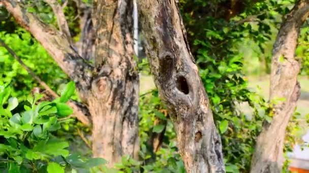 A hole in tree trunk of branch plant bark. Bird animal Nest Close up. Green moss tropical Forest environment in background. Animal Wildlife Nature environmental Conservation. Front view. National Discovery Park. - Footage, Video