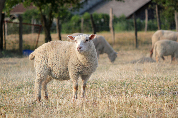 他の人と草原の羊 - 写真・画像