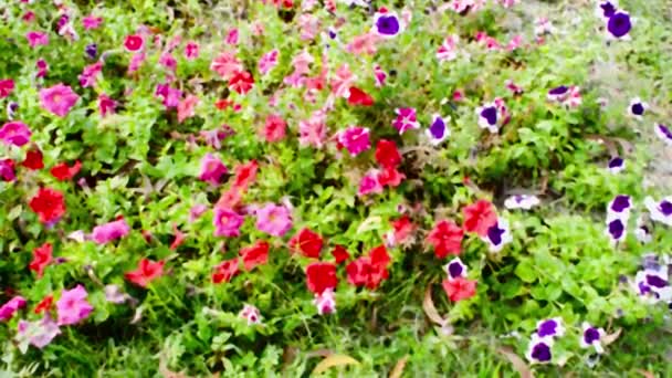 The garden pansy flower, wild viola hybrid flowering plants, red white and violet color variegated foliage spotted in rural environment. Shibpur Howrah botanical garden West Bengal India South Asia Pacific. - Footage, Video