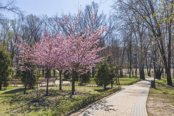Blooming sakura in a landscape park - Foto, immagini