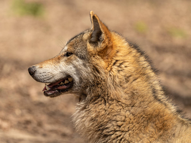 portrait of a wolf with slightly opened mouth - Photo, Image