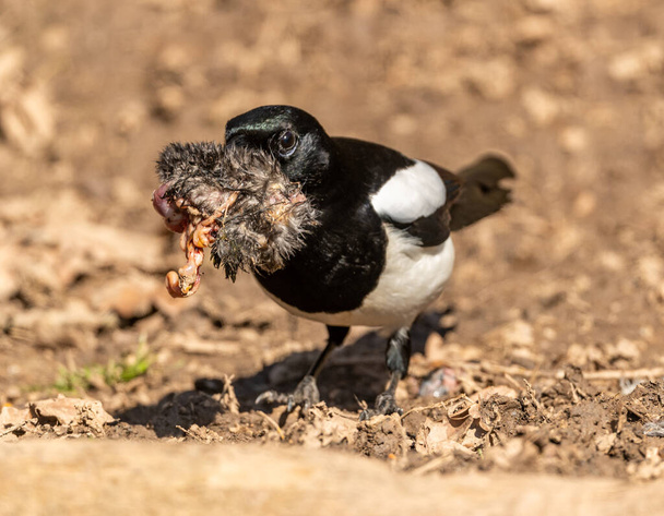 pie oiseau avec morceau de charogne dans le bec, animal sauvage
 - Photo, image