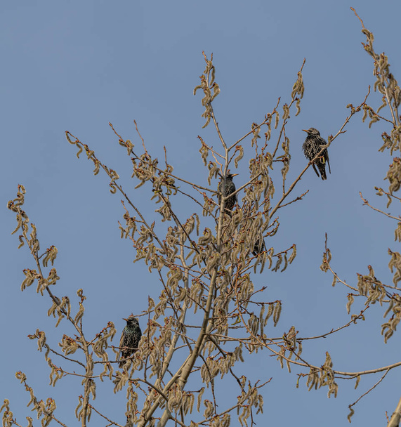 weinig spreeuwen vogels op de top van een boom, dier wild - Foto, afbeelding