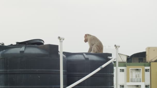 Pieni apina istuu katon reunalla kaupunkien rakennusten taustalla skyline kopioi tekstitilaa. Villi makaki eläin asuu Intian kaupungin katoilla hidastettuna. Matkustaminen loma ekologia suojelun käsite
 - Materiaali, video