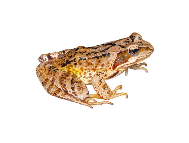 brown european common frog isolated on white - Photo, Image
