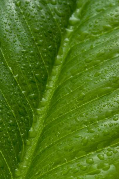 Fresh leaf of Spathiphyllum - Foto, Imagen