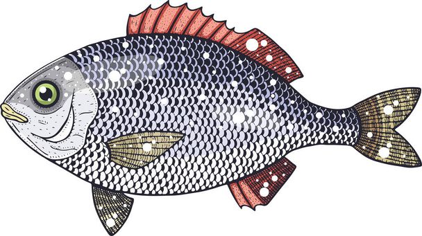 dorado fish vector illustration  - Vector, Image