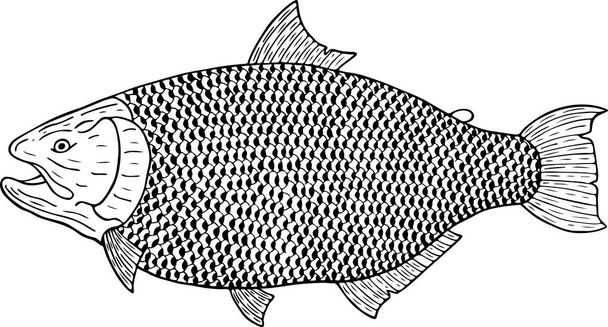 gold fish vector illustration  - Vector, Image