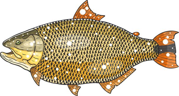 gold fish vector illustration  - Vector, Image
