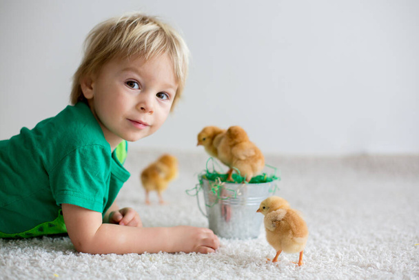 Cute sweet little blond child, toddler boy, playing with little chicks at home, baby chicks in child hands - Zdjęcie, obraz