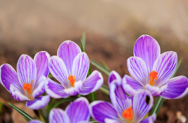 Közelkép egy elszigetelt lila Crocus virágokról. - Fotó, kép