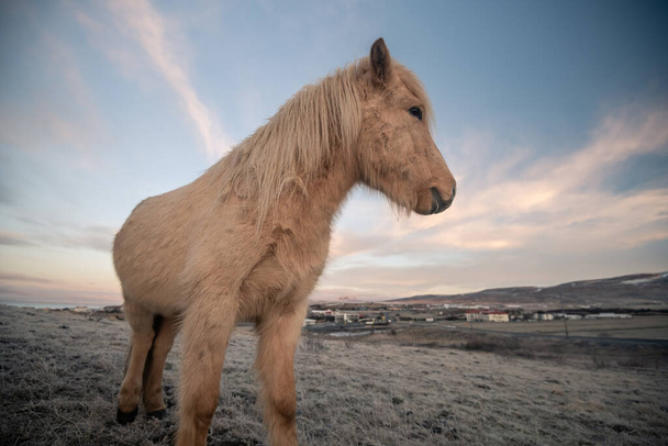 Cavalli islandesi e bellissimo paesaggio
 - Foto, immagini