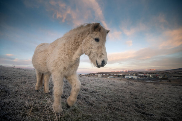Islannin hevoset ja kaunis maisema
 - Valokuva, kuva