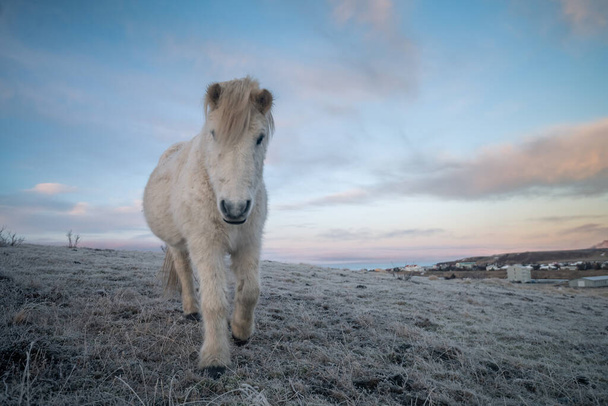 IJslandse paarden en prachtig landschap - Foto, afbeelding