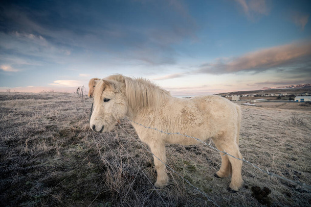 Ісландські коні та мальовничий краєвид - Фото, зображення