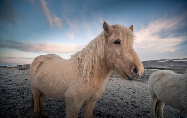 Ісландські коні та мальовничий краєвид - Фото, зображення