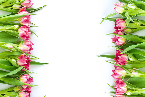 Widok z góry na różowe kwiaty tulipana, które leżą płasko obok białego tła. Koncepcja płaski układ, wakacje, prezent, pocztówka, międzynarodowy dzień kobiet, 8 marca - Zdjęcie, obraz