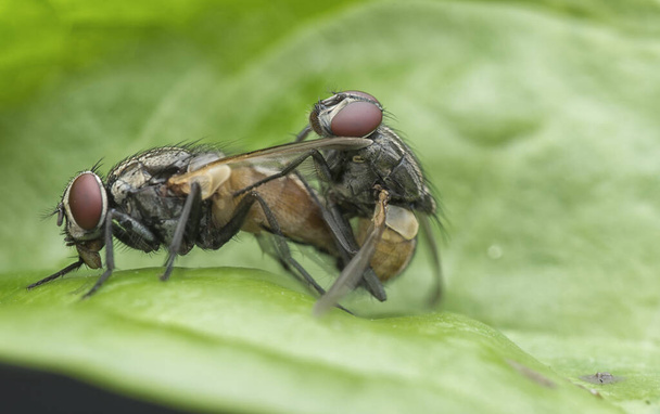 Δύο μύγες ζευγαρώνουν στο φύλλο - Φωτογραφία, εικόνα