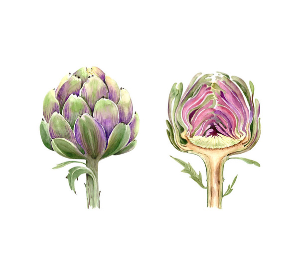 set of illustrations with vegetables, artichoke plants on a white background watercolor closeup illustration - Foto, afbeelding