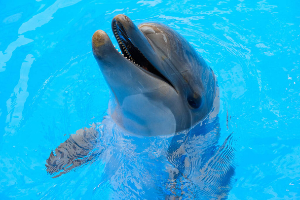 onnellinen hymyilevä pullonokkadelfiini leikkii sinisessä vedessä meressä
. - Valokuva, kuva