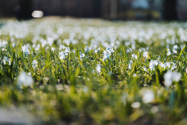 Blue white flowers in spring on a sunny day in the green grass - Foto, Imagen