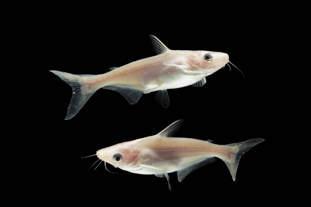 Albino Catfish (Pangasius hypophthalmus)  on black background. - Photo, Image