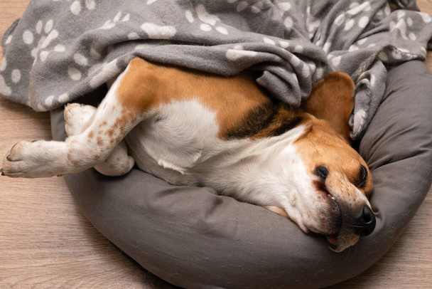 Φωτογραφία του χαριτωμένο τεμπέλικο κουτάβι beagle βρίσκεται στο μαξιλάρι του μέσα στο διαμέρισμα - Φωτογραφία, εικόνα
