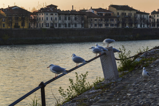 Verona 'daki Adige Nehri setinin çitlerinde oturan martılar.. - Fotoğraf, Görsel