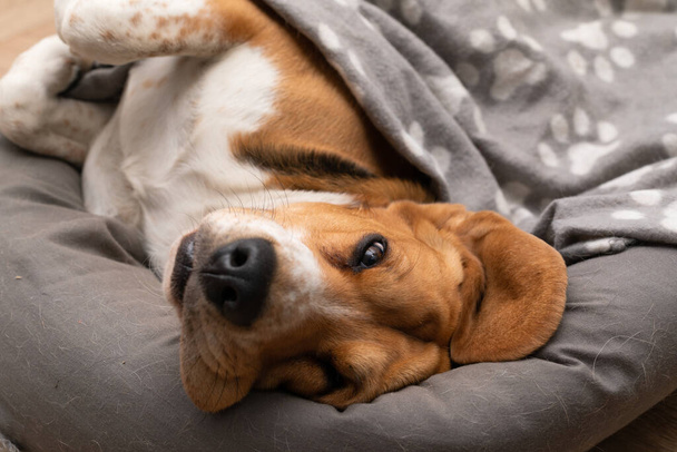 Picture of cute lazy beagle puppy lying on his pillow inside the apartment - Photo, Image