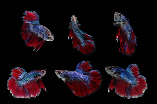 Çok renkli Siyam dövüşçü balığı (Rosetail), dövüşçü balık, Betta ihtişamı, siyah arka planda - Fotoğraf, Görsel