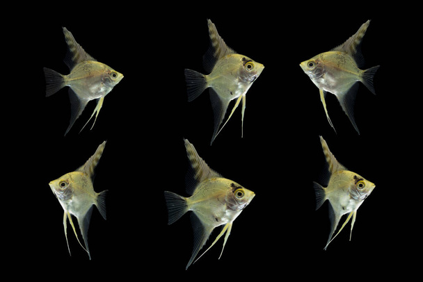 Kaiserfisch pterophyllum scalare Aquarienfische isoliert auf schwarz  - Foto, Bild
