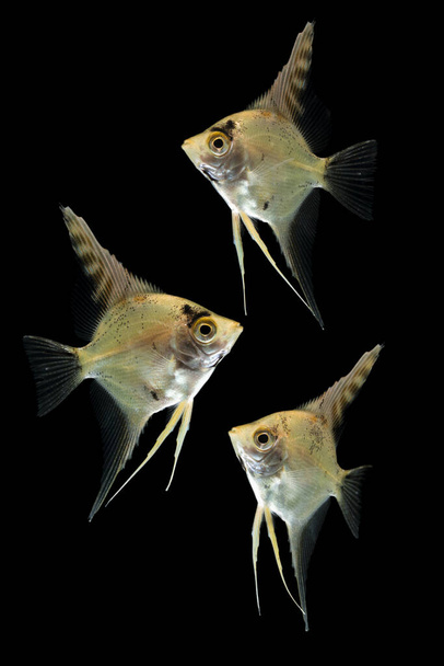 Angelfish pterophyllum scalare akvarijní ryby izolované na černé  - Fotografie, Obrázek