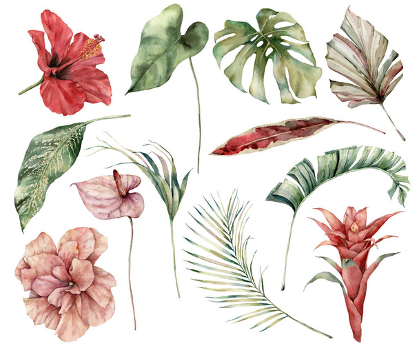 Watercolor tropical set with flowers and leaves. Hand painted hibiscus, monstera, anthurium, guzmania and palm twigs isolated on white background. Floral illustration for design, print, background. - Photo, Image