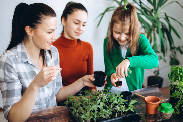 Mother spending time with daughters planting seedlings indoor at table. Hands of smiling girls and little sprouts and garden tools - Photo, Image
