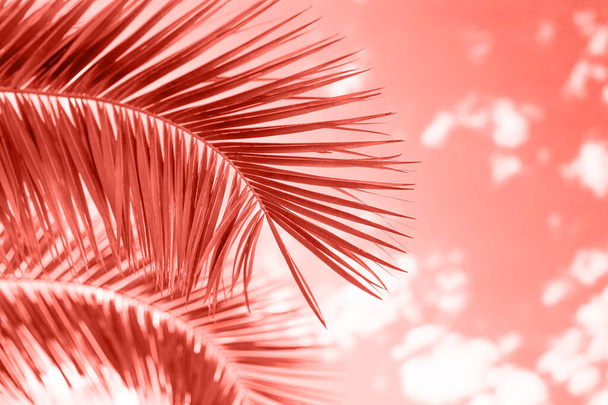 Primo piano su foglie di palma verde su Living color corallo dell'anno 2019, vacanze estive e concetto di vacanza
 - Foto, immagini