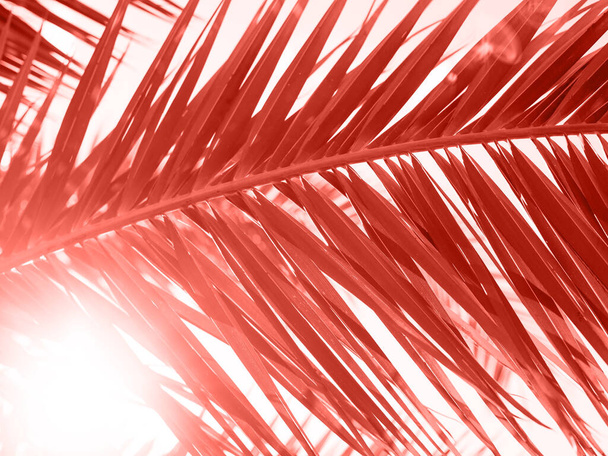 Detailní záběr na zelené palmové listy na Živá korálová barva roku 2019, letní dovolená a prázdninový koncept - Fotografie, Obrázek