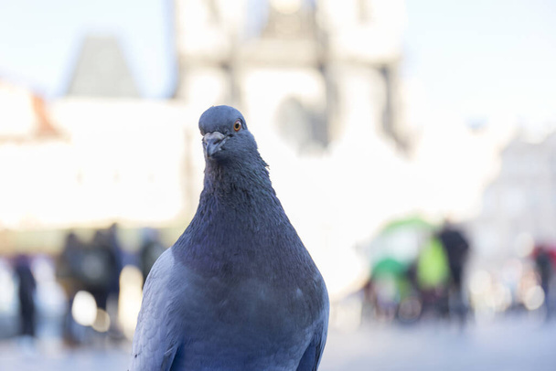 close-up of a curious pigeon looking at the camera - Photo, Image