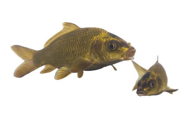 Dois peixes de carpa dourada em um fundo branco
  - Foto, Imagem