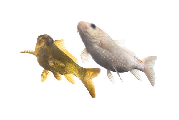 Dos peces carpa dorada sobre un fondo blanco
  - Foto, Imagen