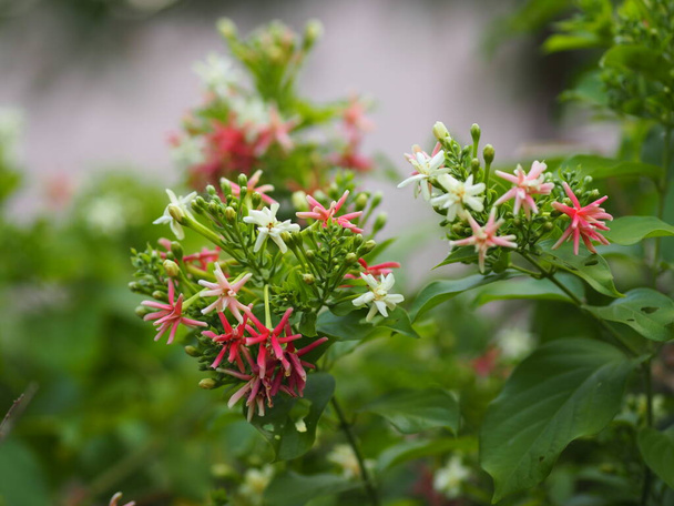 Rangoon Creeper, Chinese honey Suckle, Drunen sailor, Combretum indicum DeFilipps name pink and white flower blooming in garden on blurred of nature background - Photo, Image