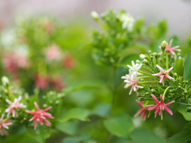 Rangoon Creeper, miele cinese Suckle, marinaio ubriaco, Combretum indicum DeFilipps nome fiore rosa e bianco che fiorisce in giardino su sfondo sfocato della natura
 - Foto, immagini