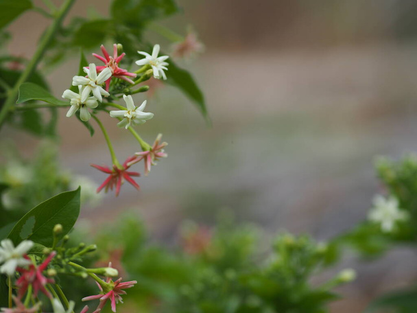Rangoon Creeper, Chinese honey Suckle, Drunen sailor, Combretum indicum DeFilipps name pink and white flower blooming in garden on blurred of nature background - Photo, Image